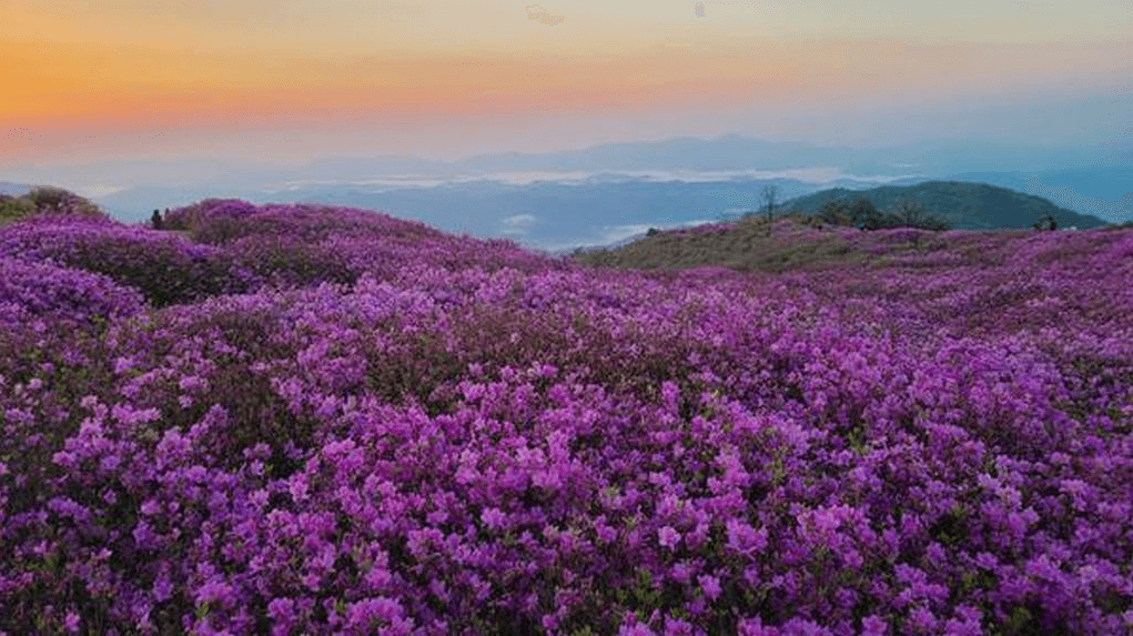 황매산 철쭉 개화시기