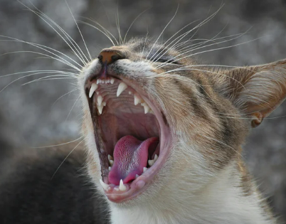 고양이 잇몸 부음 치은염 원인 증상 및 치료 후기