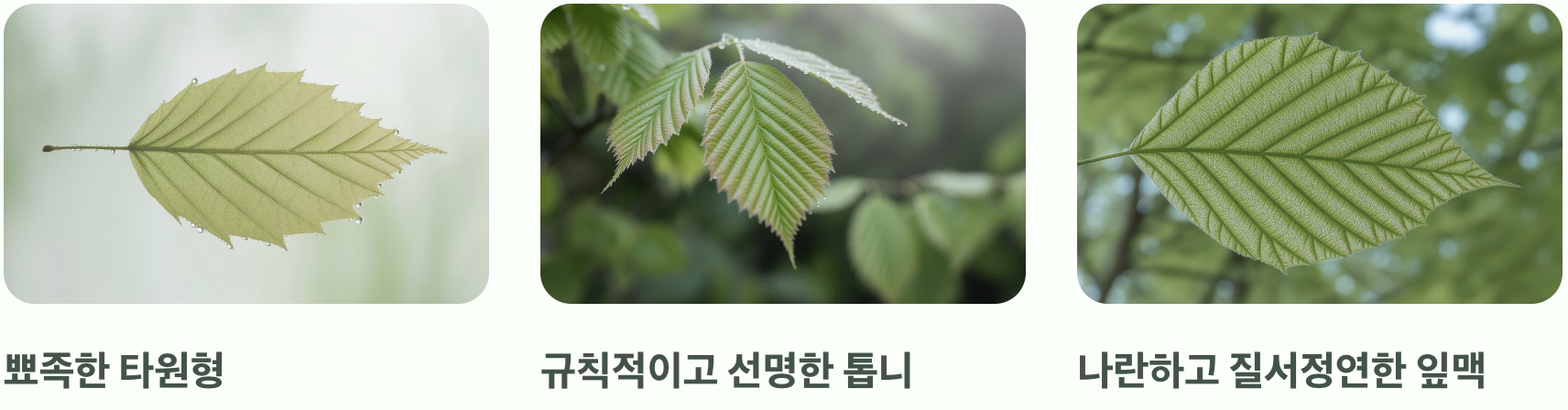 잘 벼린 톱날, 잎사귀