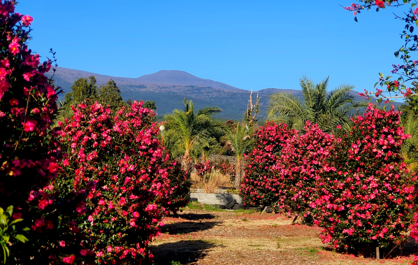 윈드 1947 테마파크 동백정원3