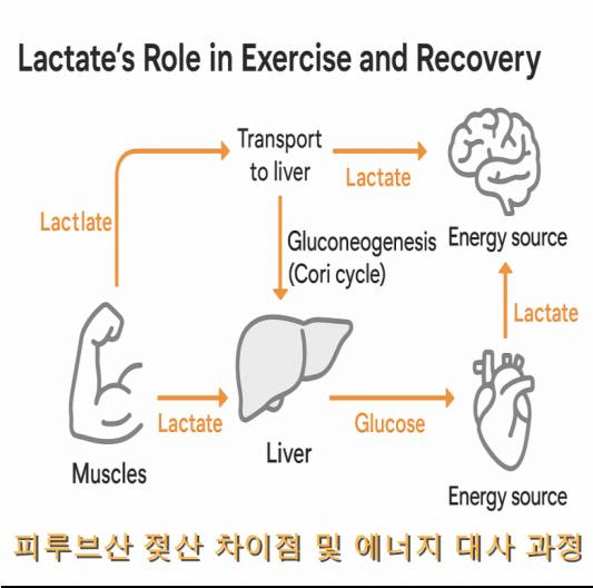 피루브산 젖산 차이점