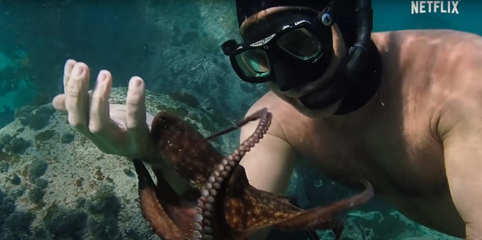 나의 문어 선생님