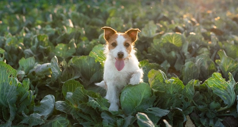 강아지 양배추