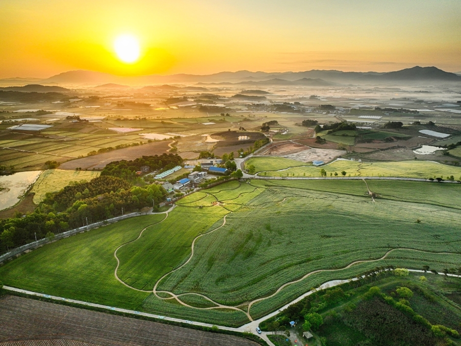 초록물결 음악노트 고창 청보리밭 축제여는 고창청보리밭축제위원회