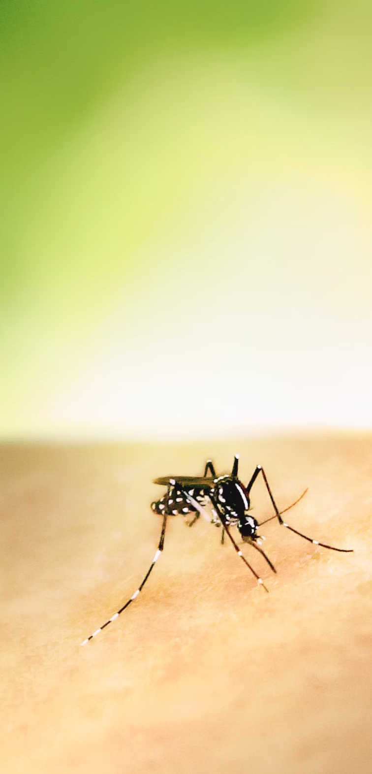 모기 잘물리는 혈액형