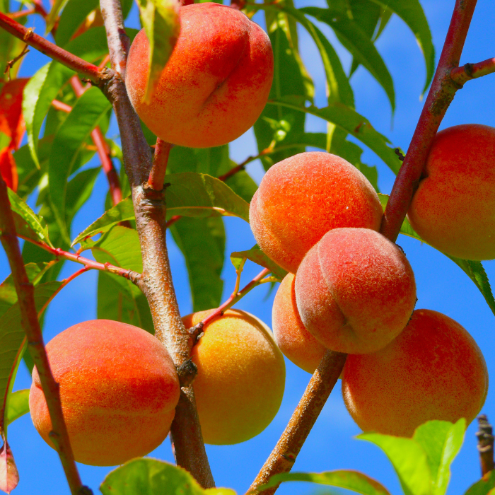 여자아이태몽_종류_해석