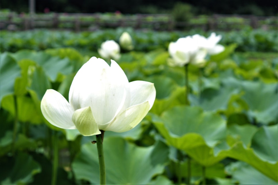 완주 송광사 연꽃 명소