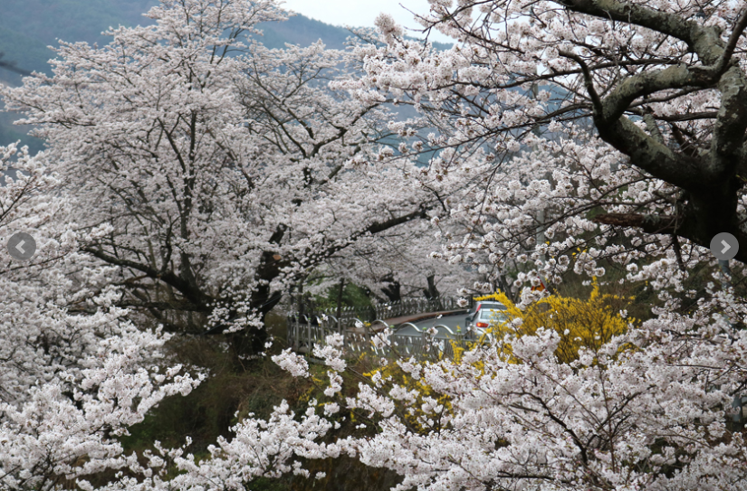 하동 쌍계사 벚꽃 축제