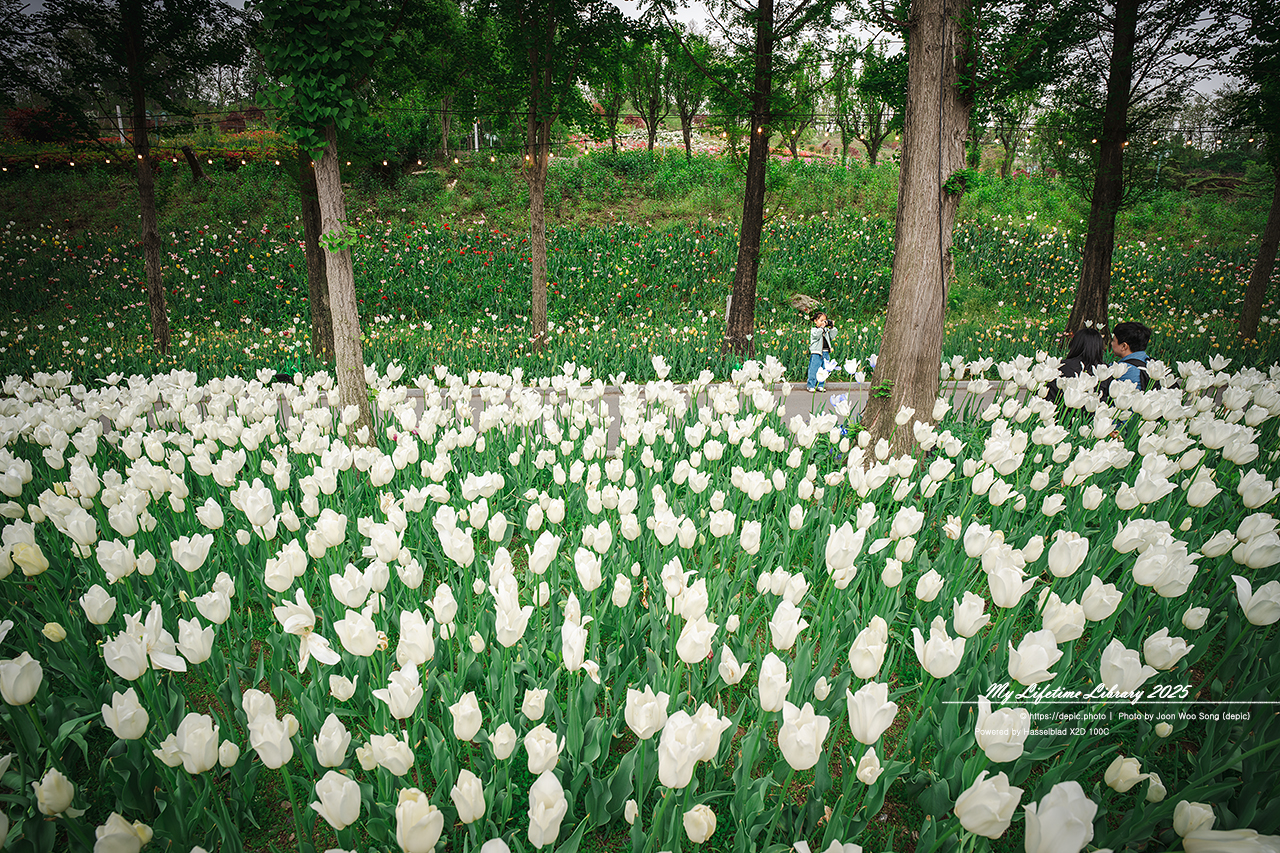 #봄 #꽃 #튤립 #아산 #피나클랜드