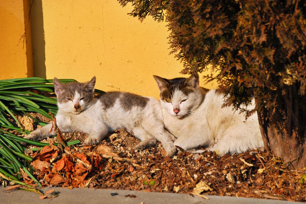 겨울 화단 위에서 햇빛을 받는 고양이 모자