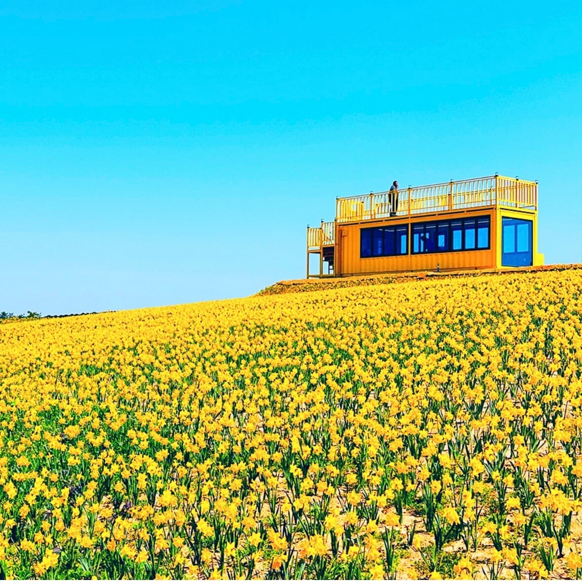 신안 선도 수선화 축제
