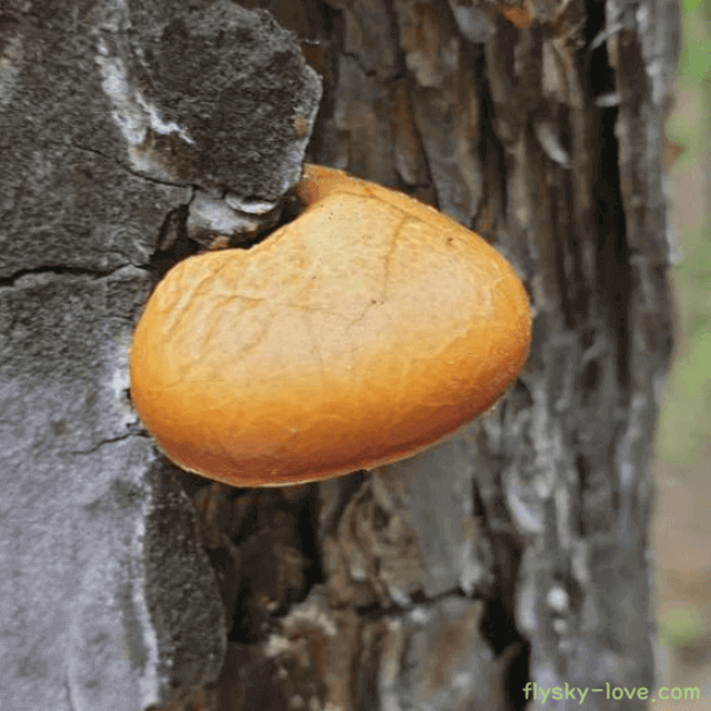 한번에 먹기좋은 한입버섯 효능