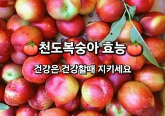 천도복숭아 효능 부작용 칼로리 섭취방법 완전 정리_18