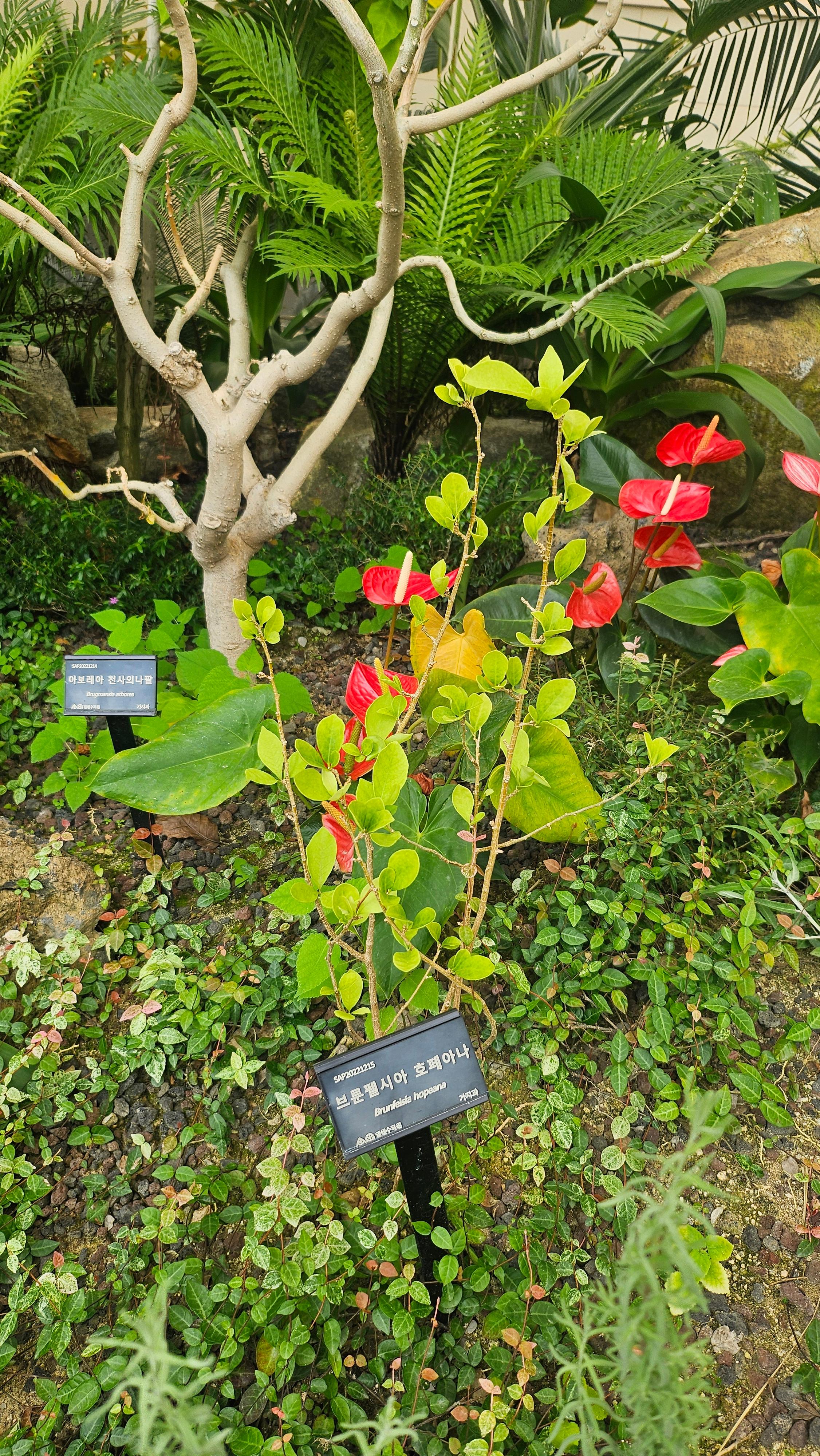 브룬펠시아 호페아나