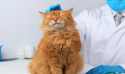 진료받는 고양이