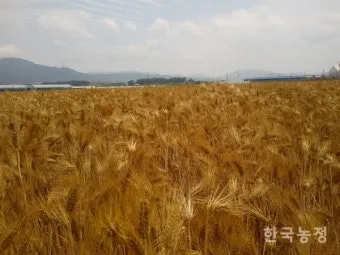 보리 재배 월동 관리 파종 밀도 웃자람 방지_2