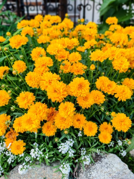 제천 하소천 금계국