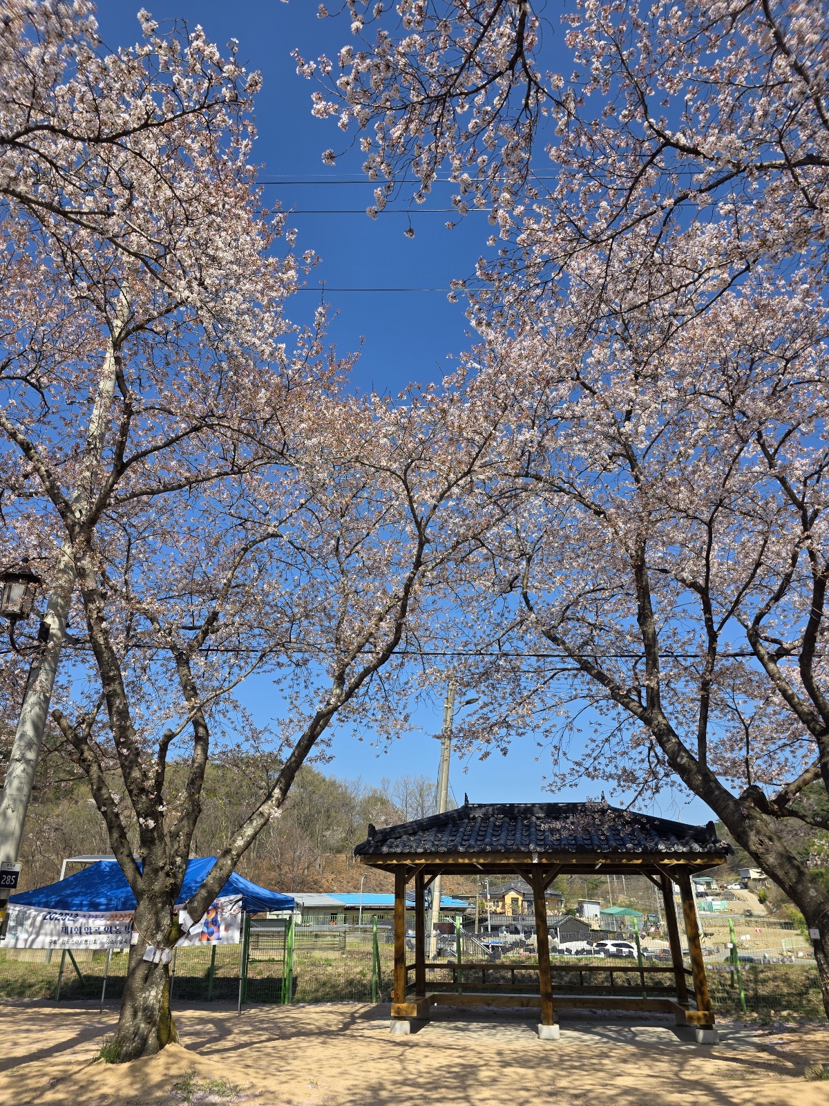 암곡 벚꽃 터널