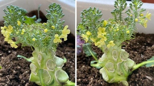 꽃피는브로콜리