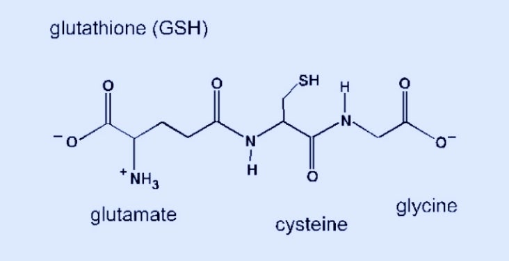 글루타치온 분자구조