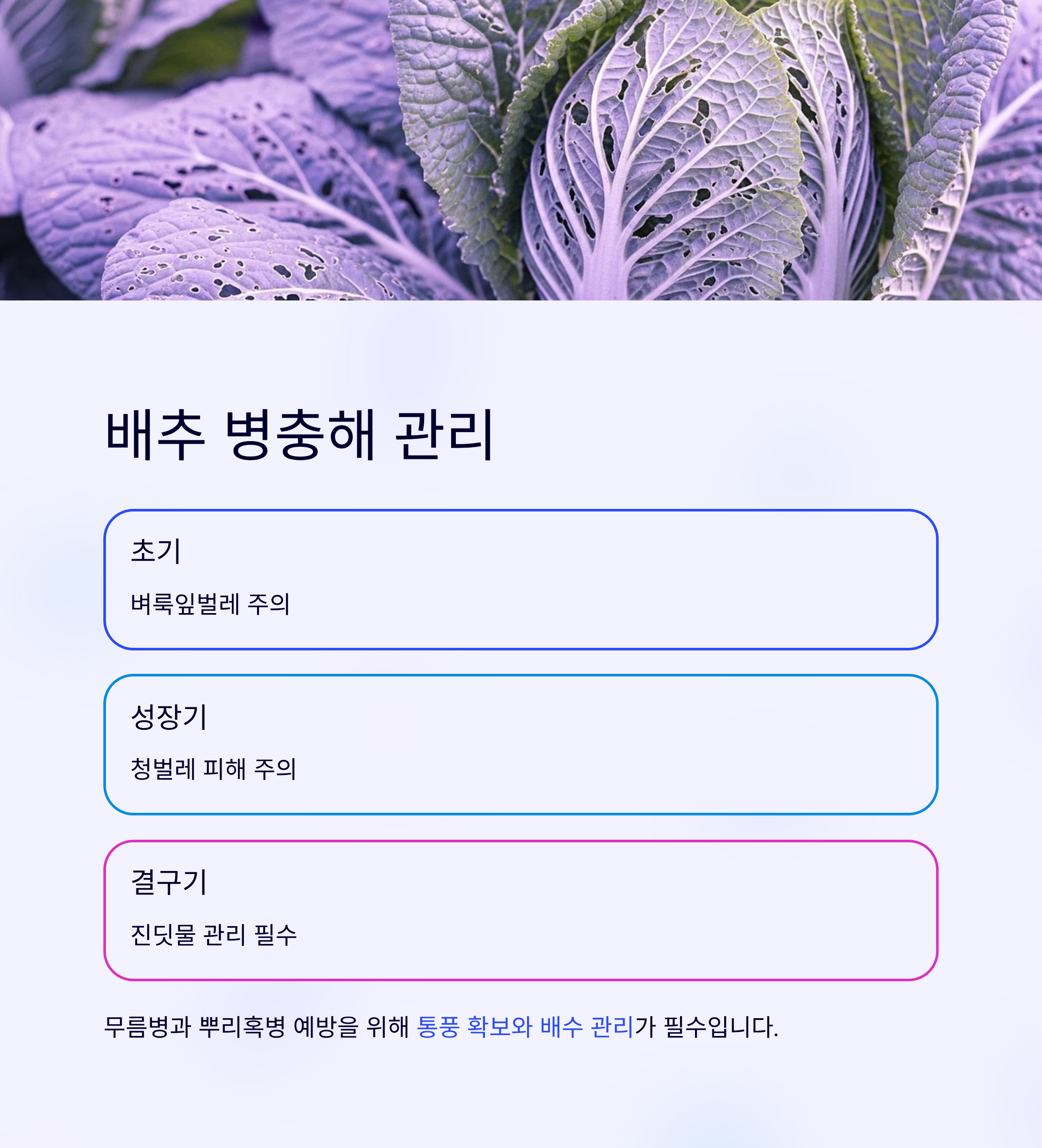 배추모종 심는 타이밍 11