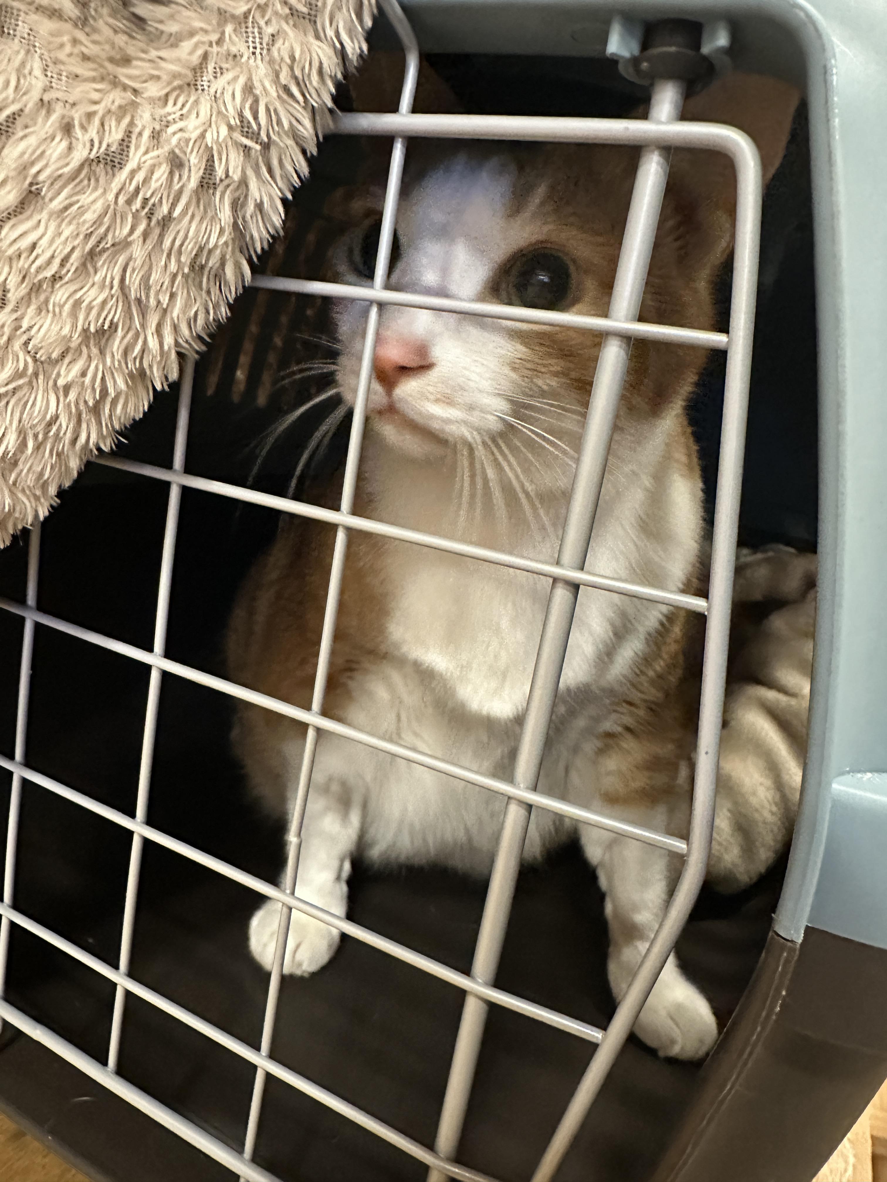 병원에_도착한_호야_1