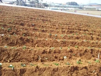 고구마 재배 달력 모종심기 관수 잡초 수확 큐어링_5