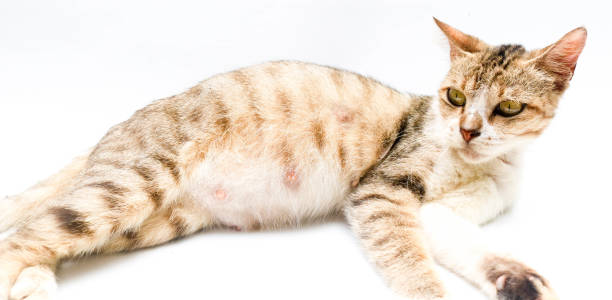 감염성 요로 질환과 혈뇨