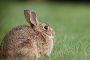 토끼띠 2025년 운세