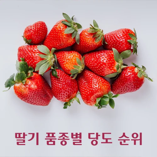 딸기 품종별 당도 순위와 16종 특징 비교 알아봤습니다 어느것이 더 달고 맛있을까요?