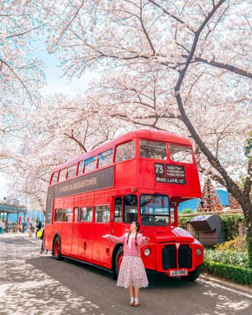 대구 이월드 벚꽃축제 기본정보 