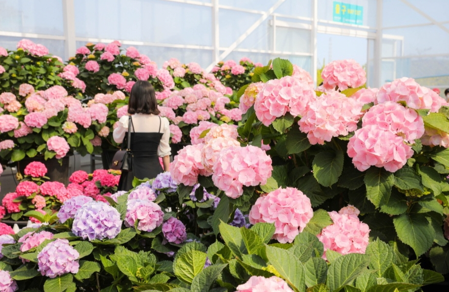 휴애리 봄 수국축제