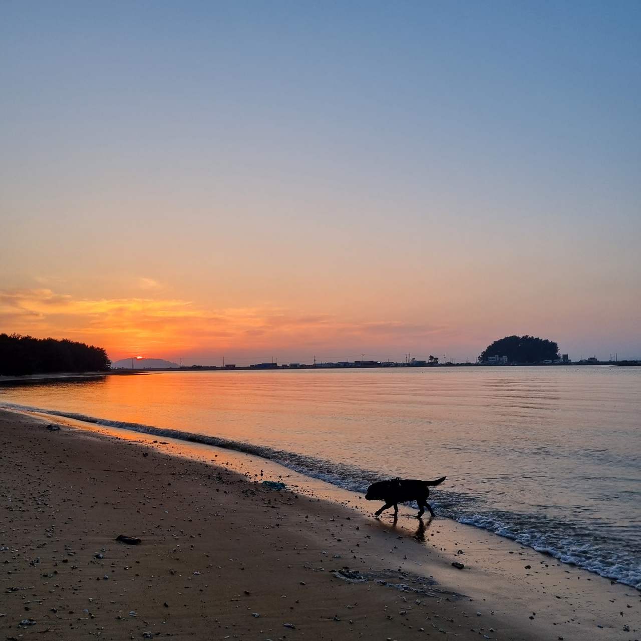 가을 대형견 여행 &ndash; 강릉 안목해변 커피거리 감성 가이드