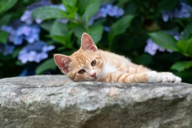 고성 그레이스 정원 수국