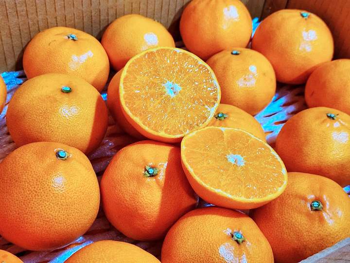 6시내고향 경남 김해 고당도 천혜향 파는 곳 전국 택배 온라인 전화 주문 추천