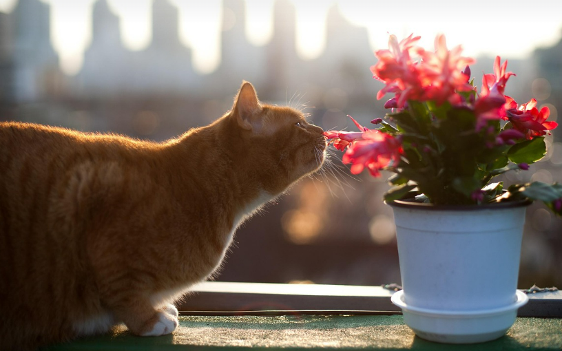 고양이가 선인장의 꽃향기를 맡고 있는 이미지