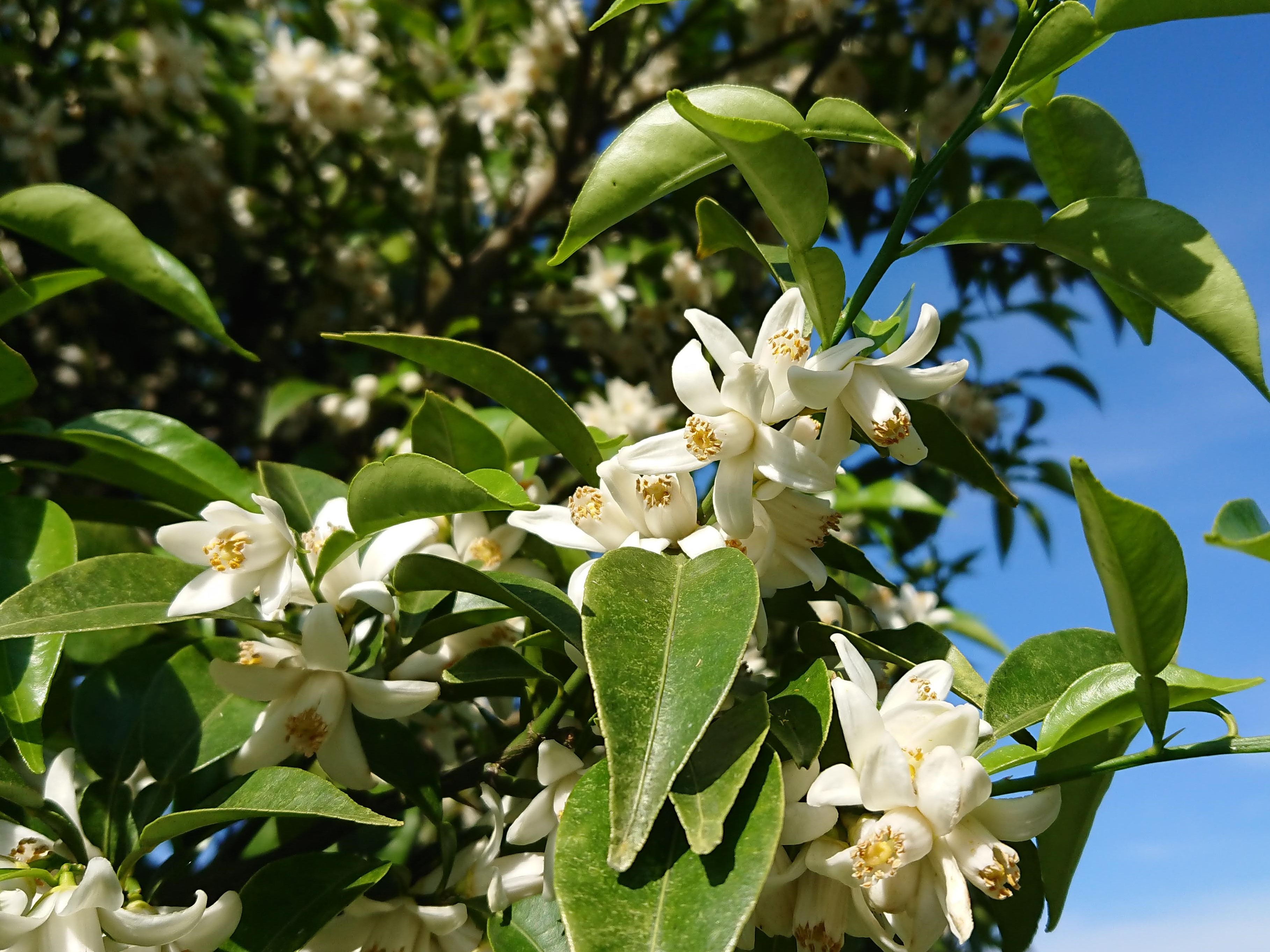 네롤리 에센셜 오일 관련 이미지