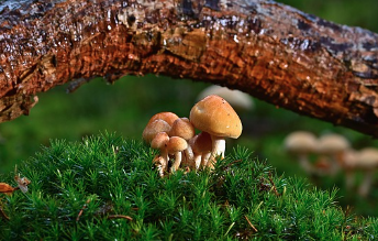 송이버섯 보관방법 (계절별&amp;#44; 냉장&amp;#44; 냉동보관) 총정리