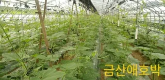 애호박 재배 꽃 관리 수분 받기 토양 배수 개선_11