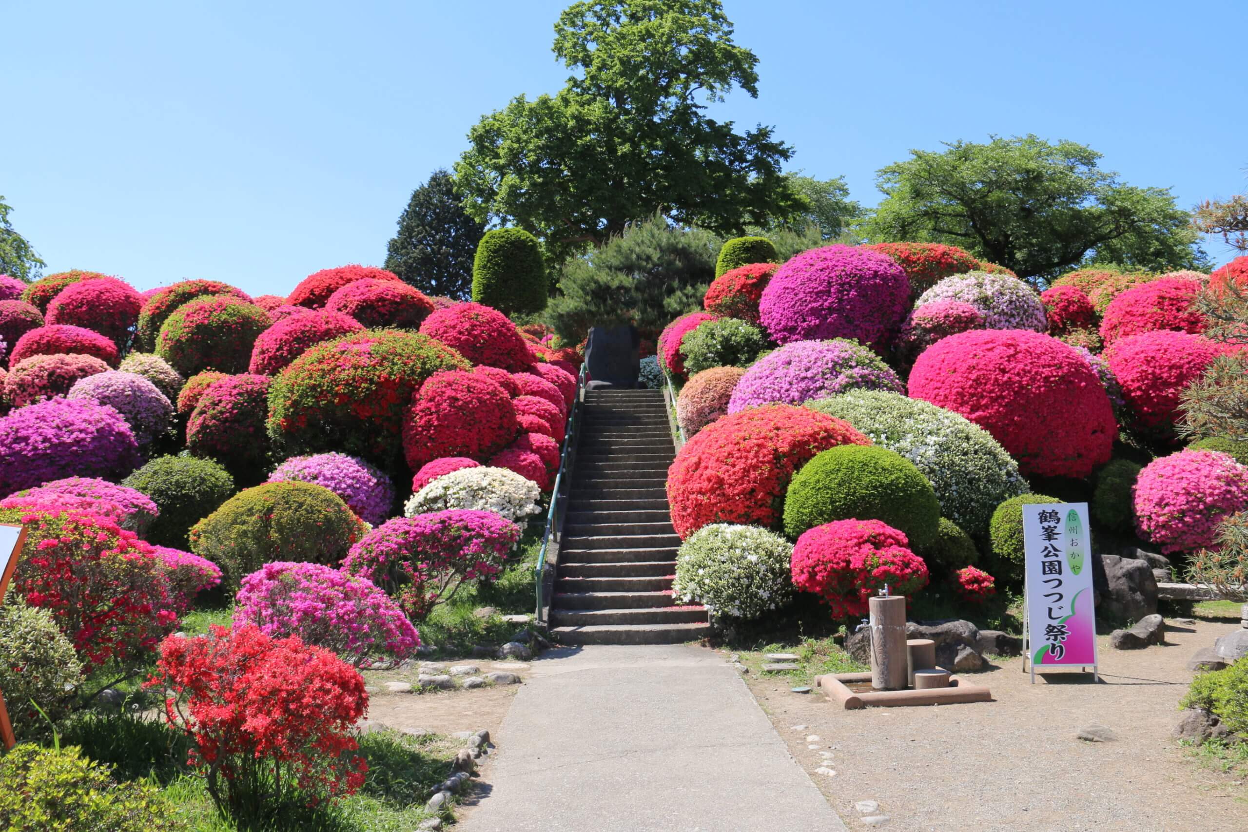 네즈 신사 철쭉