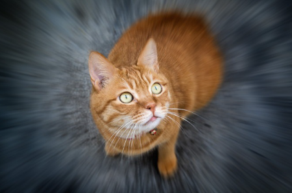 놀란 얼굴의 고양이.