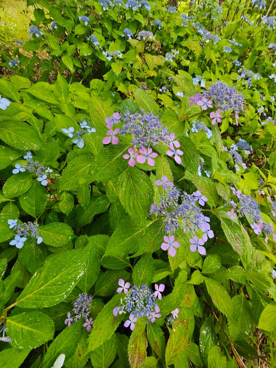 장애인과 비장애인 통합공동체 정책