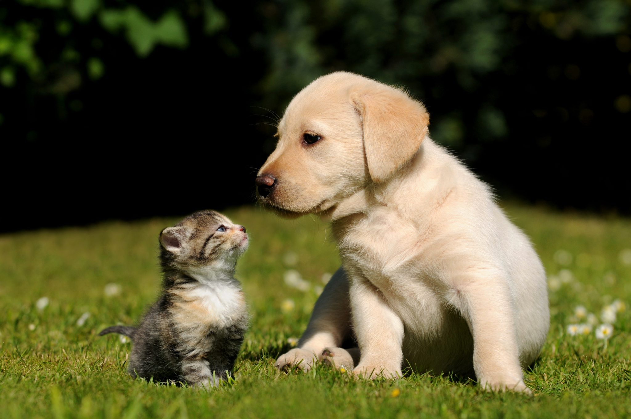 강아지 고양이 합사방법
