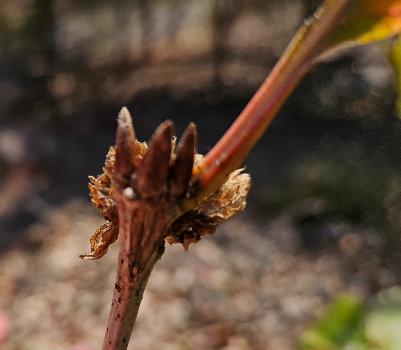 졸참나무 겨울눈2
