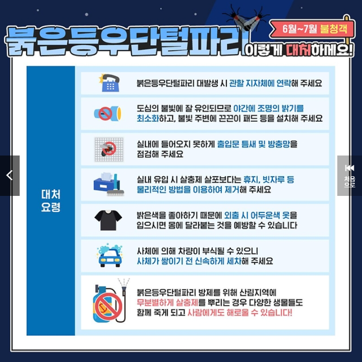 러브버그 대처법