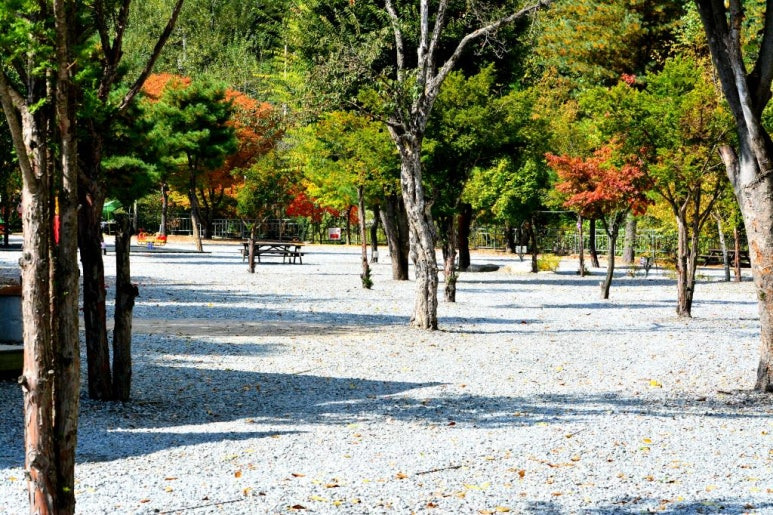 가평 자작나무숲 '또올래캠핑장' 미리보기