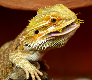 MZ세대가 주목하는 파충류 반려동물