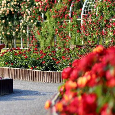 울산 장미축제 개화상황