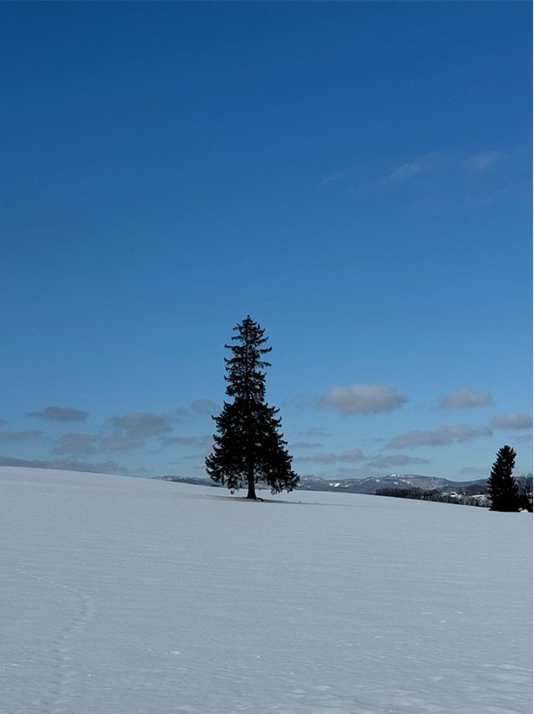 비에이 크리스마스 나무 눈 덮인 들판 한가운데 서 있는 전나무로, 겨울 비에이를 대표하는 풍경이에요.