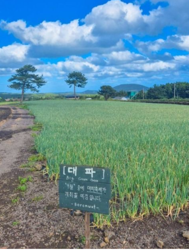 제주 가족여행 대파축제 보롬왓